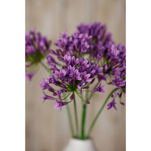 Lilac Agapanthus Spray_5211
