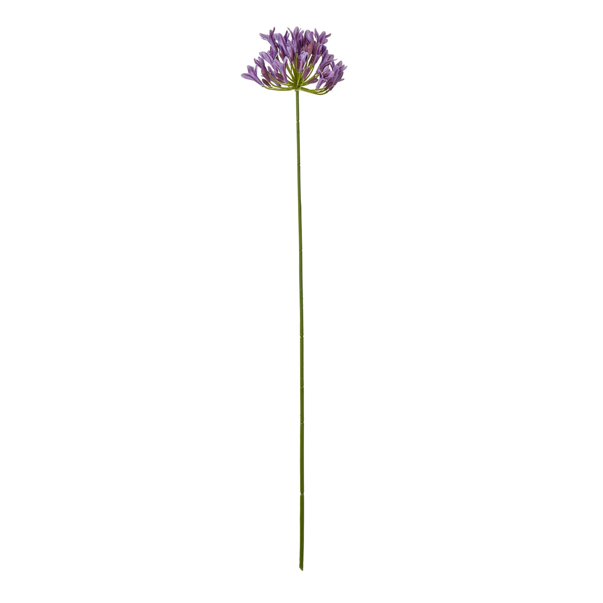 Lilac Agapanthus Spray_5207