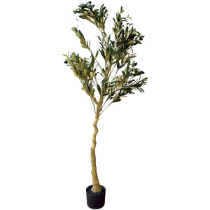 Calabria Olive Tree_4551