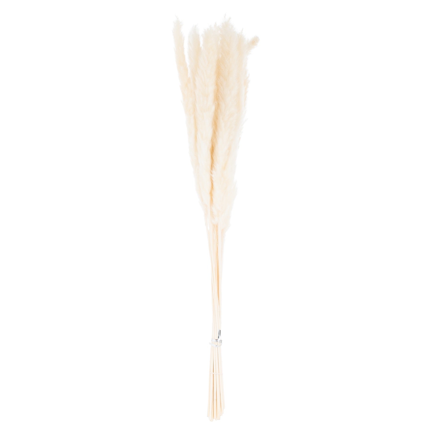 Mini White Pampas Grass Bunch Of 15_5267