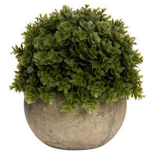 Miniature Hebe Veronica In Pot_5269
