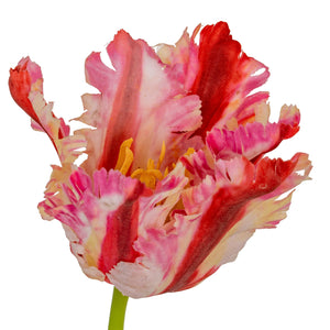 Multi Pink Parrot Tulip_5278