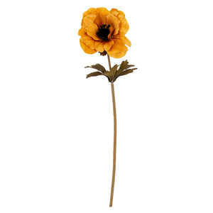 Orange Anemone Stem_5288