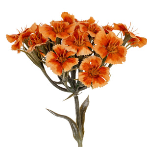 Pink Dianthus Spray_5298