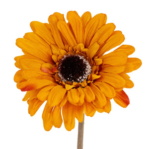 Gerbera Stem_5302