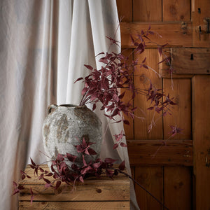 Ornamental Burgundy Leaf_5308