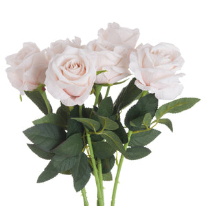 Pastel Pink Tea Rose_5345