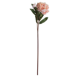 Peach Peony Rose_5352