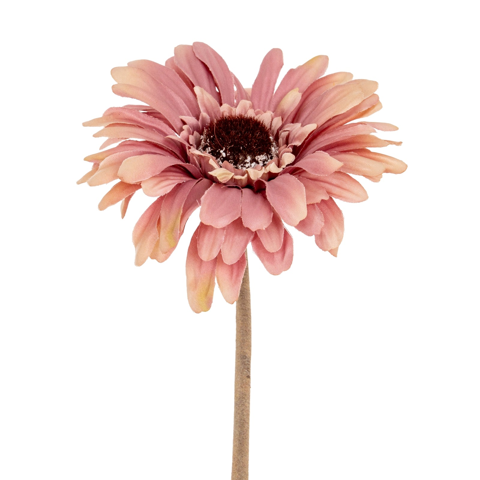 Gerbera Stem_5384