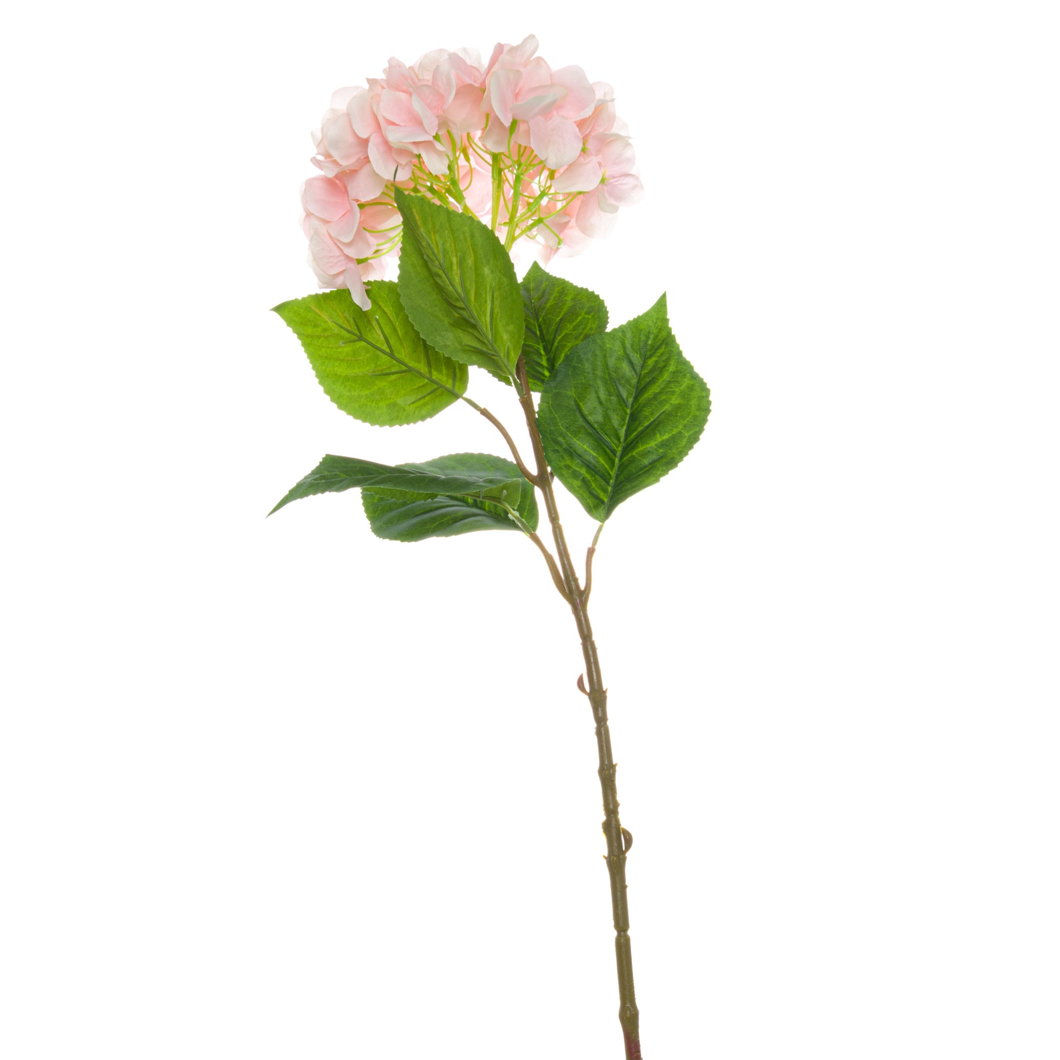Single Hydrangea_5512