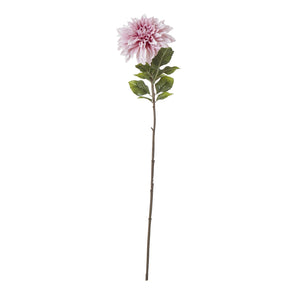The Natural Garden Collection Dahlia_5644