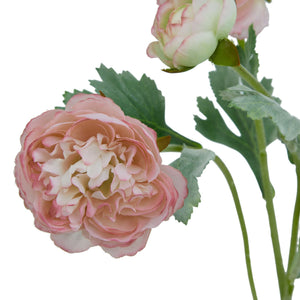 The Natural Garden Collection Ranunculus_5654