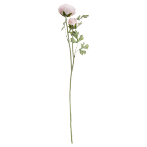 Ranunculus_5342