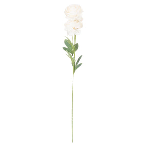 Ranunculus_4686