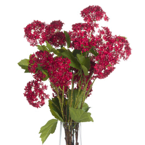 Red Autumnal Viburnum_5463