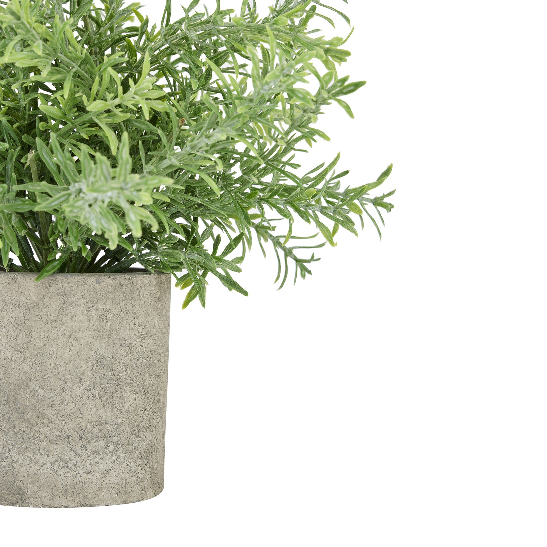 Rosemary Plant In Stone Effect Pot_2834