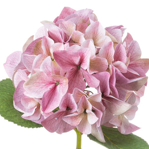 Shabby Single Hydrangea_5497