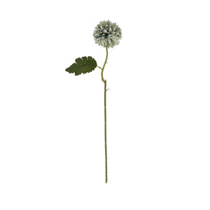 Pale Green Blue Short Chrysanthemum_5329