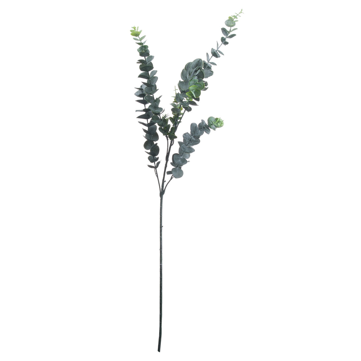 Silver Dollar Eucalyptus_5505