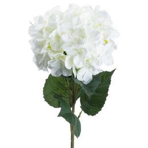 Single Hydrangea_5515