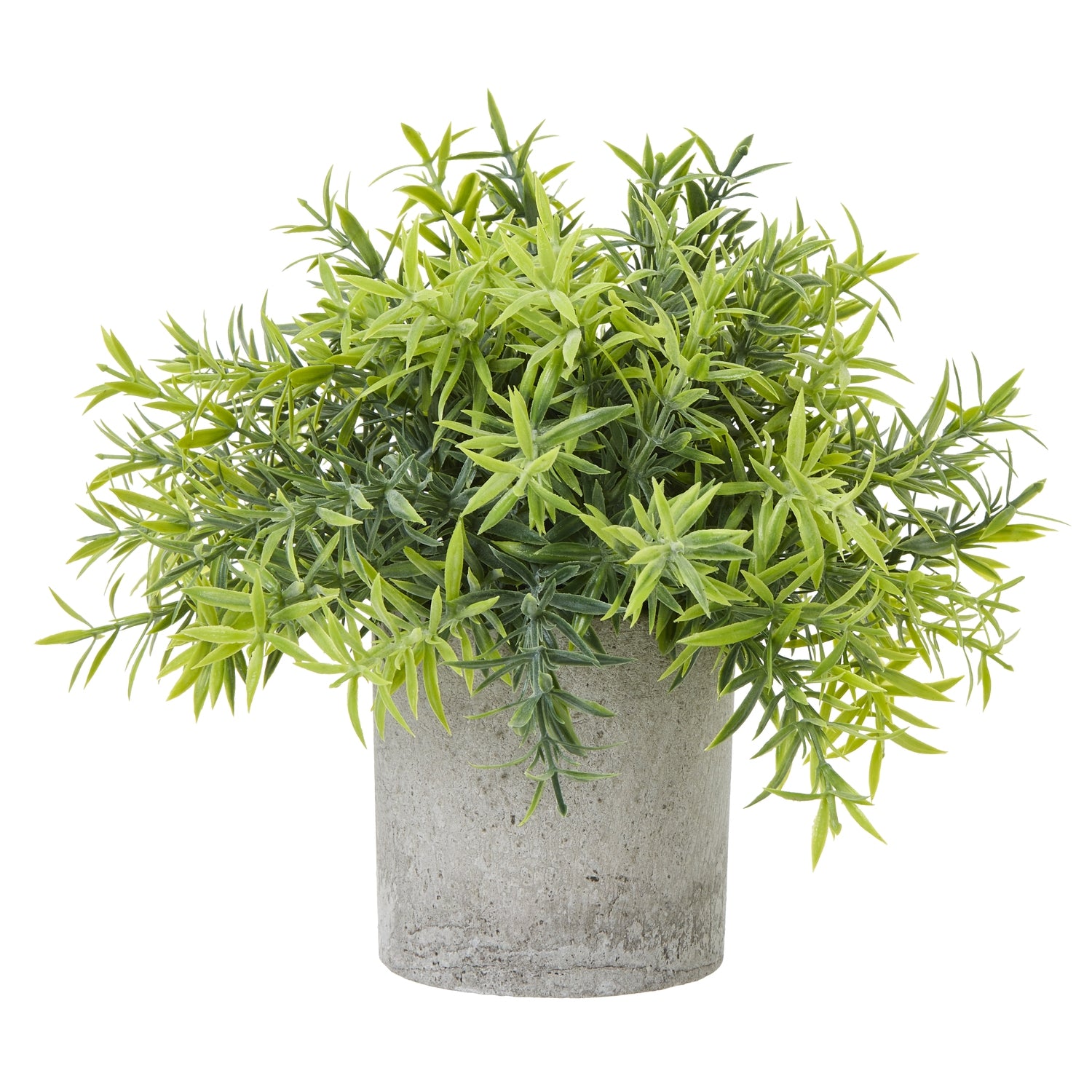 Small Bamboo Plant In Grey Pot_5517