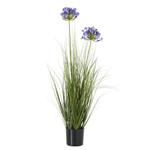 Agapanthus Plant In Pot_4424