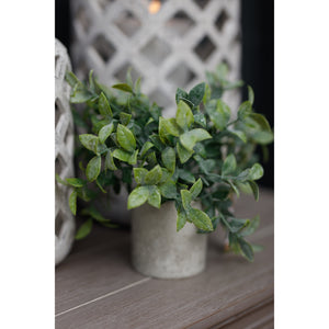 Small Box Plant In Grey Pot_5522