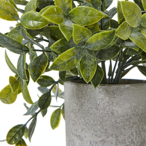 Small Box Plant In Grey Pot_5521