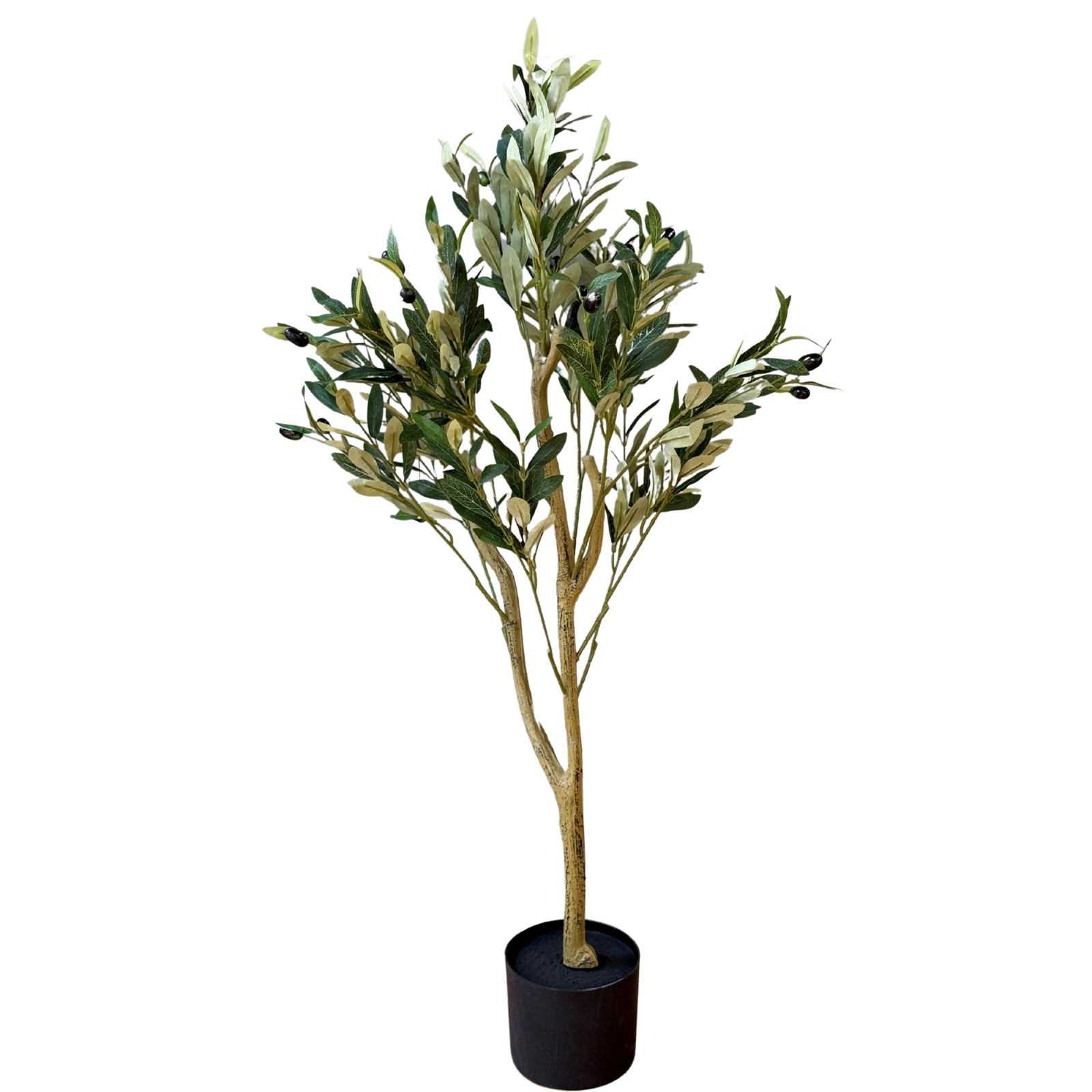 Calabria Olive Tree_4554