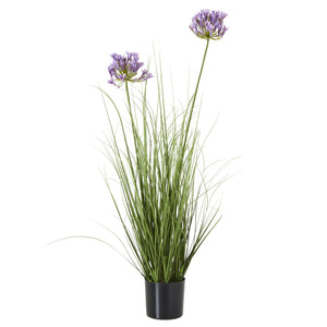 Agapanthus Plant In Pot_5412
