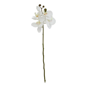White Butterfly Orchid Stem_5808