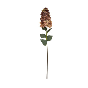 Burgundy Spear Hydrangea_4539