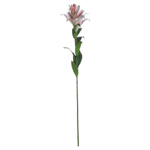 Stargazer Lily_5551