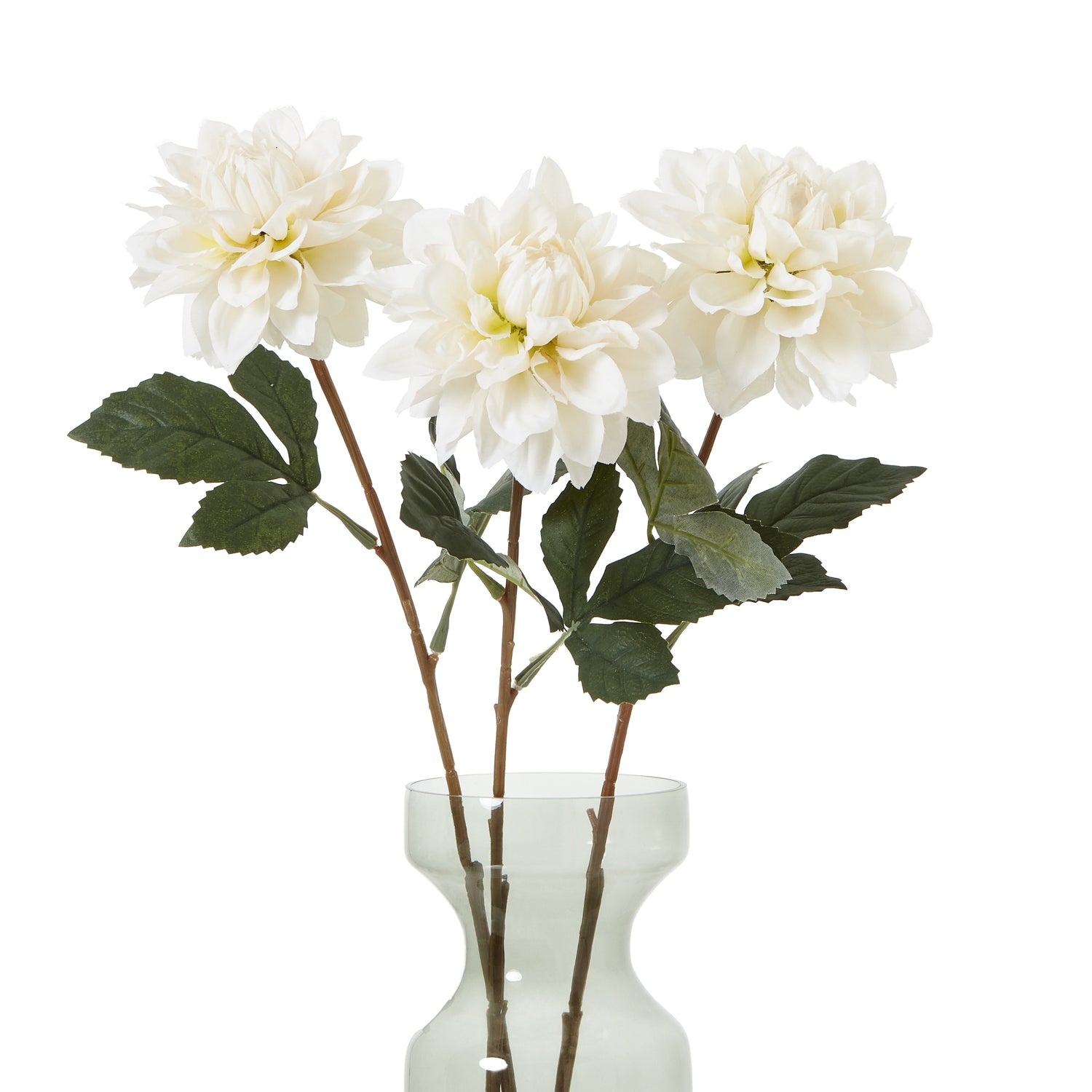 The Natural Garden Collection Dahlia_5676