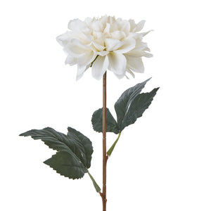 The Natural Garden Collection Dahlia_5675