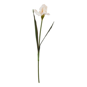 The Natural Garden Collection Pale Apricot Fringed Iris_5616