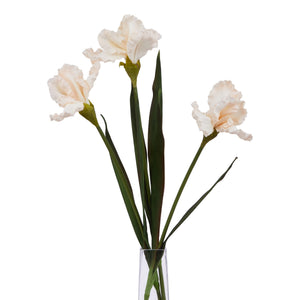 The Natural Garden Collection Pale Apricot Fringed Iris_5618