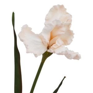The Natural Garden Collection Pale Apricot Fringed Iris_5617