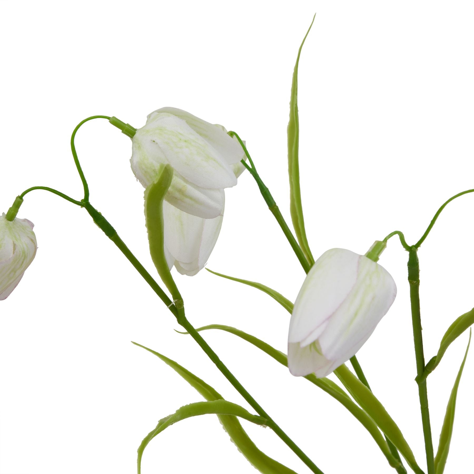 The Natural Garden Collection White Fritillaria Stem_5692