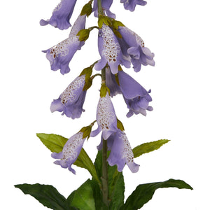 The Natural Garden Collection Mauve Foxglove_5615