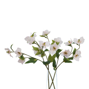 The Natural Garden Collection Pale Apricot Hellibore_5622