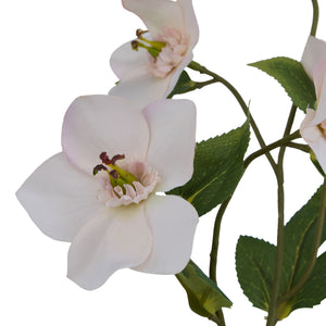 The Natural Garden Collection Pale Apricot Hellibore_5621