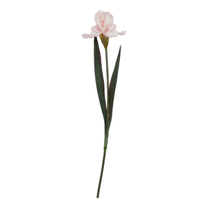 The Natural Garden Collection Pale Pink Fringed Iris_5627