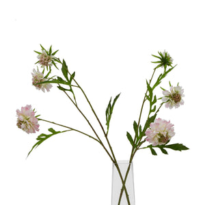 The Natural Garden Collection Pale Pink Scabious Stem_5633