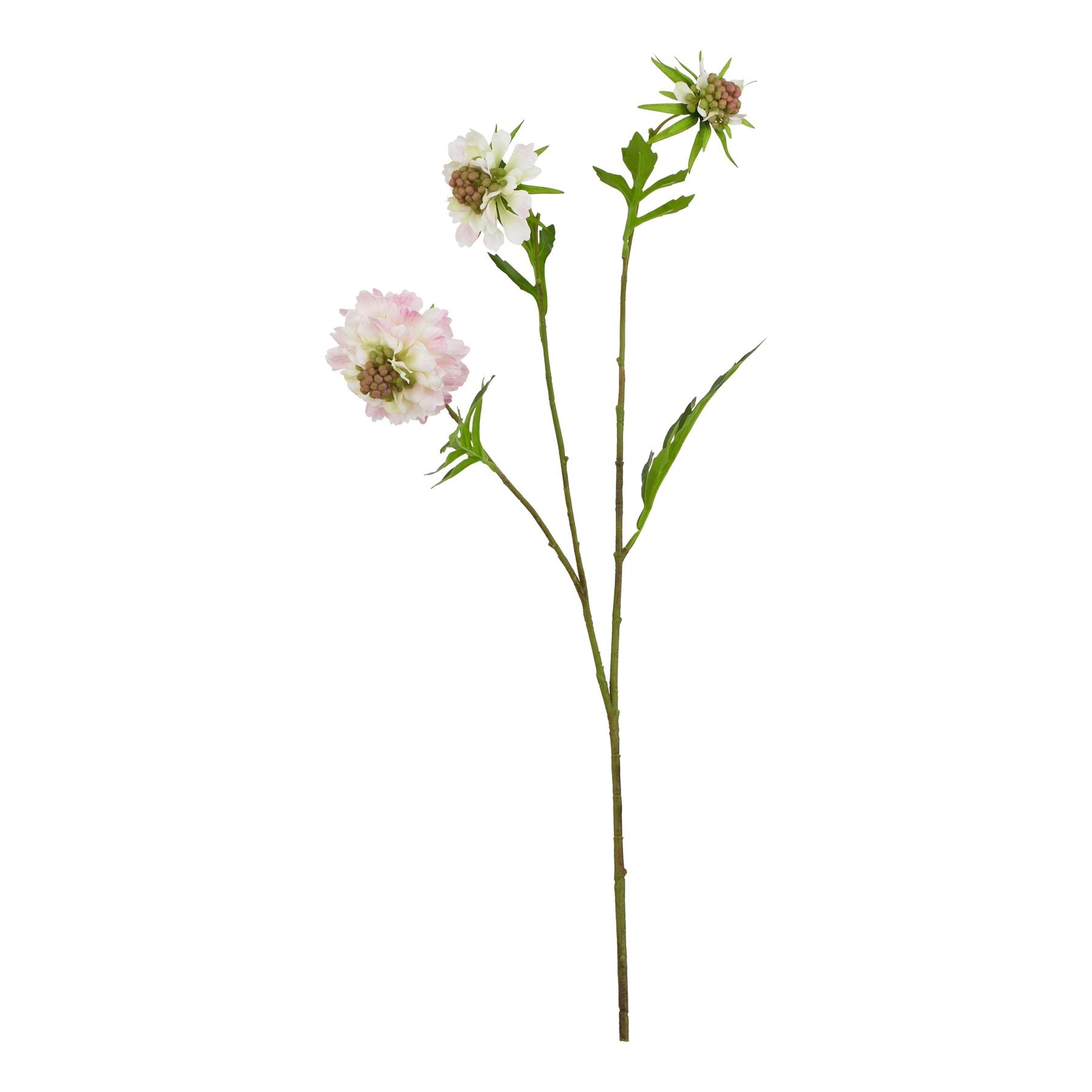 The Natural Garden Collection Pale Pink Scabious Stem_5631
