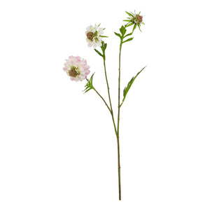 The Natural Garden Collection Pale Pink Scabious Stem_5631