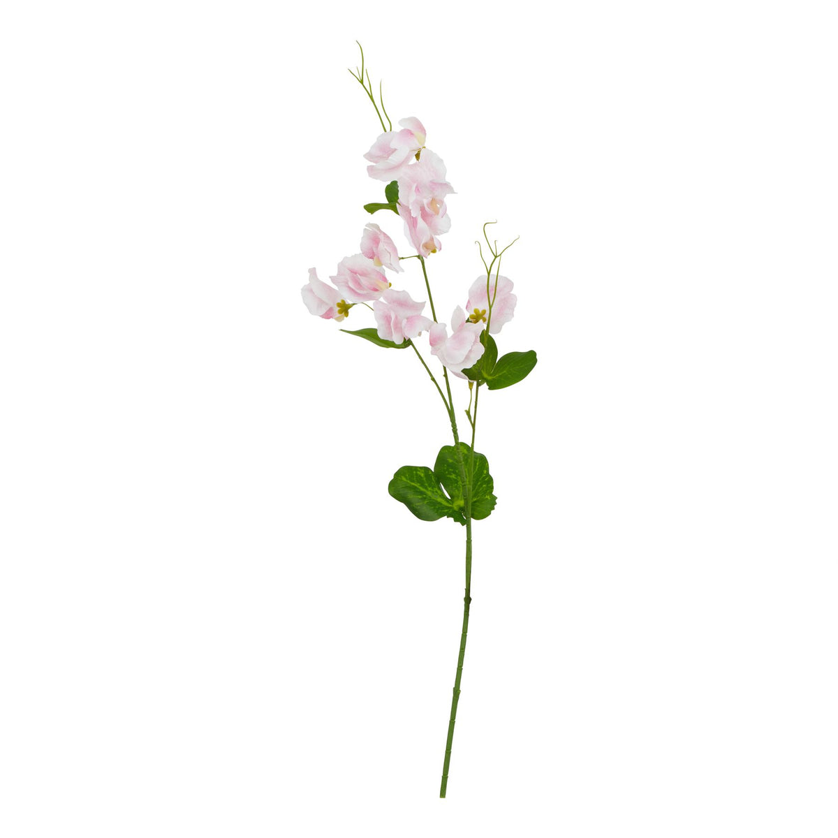 The Natural Garden Collection Pale Pink Sweetpea Stem_5635