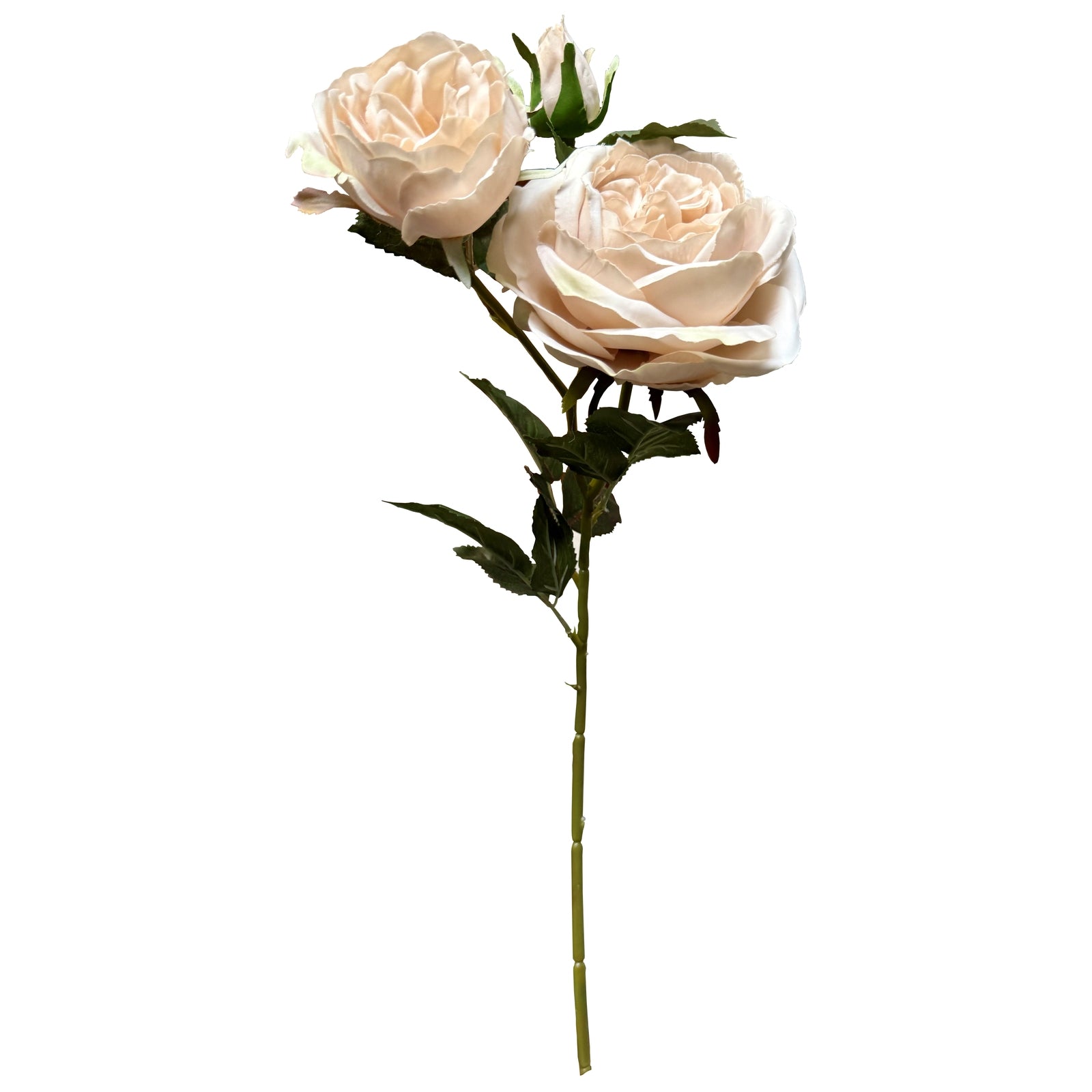 The Natural Garden Collection Palest Blush Charity Rose_5640