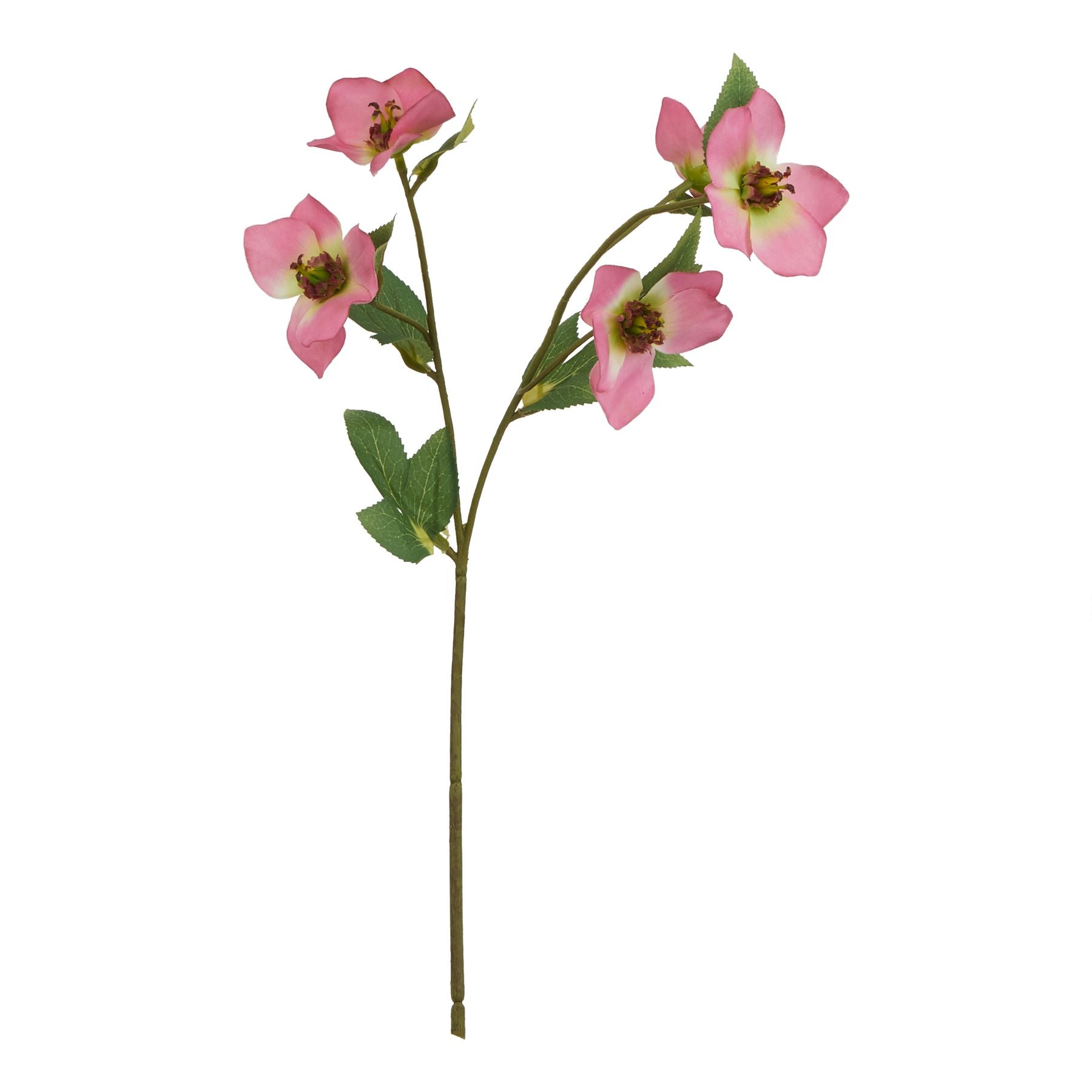 The Natural Garden Collection Pink Varigated Hellibore_5656