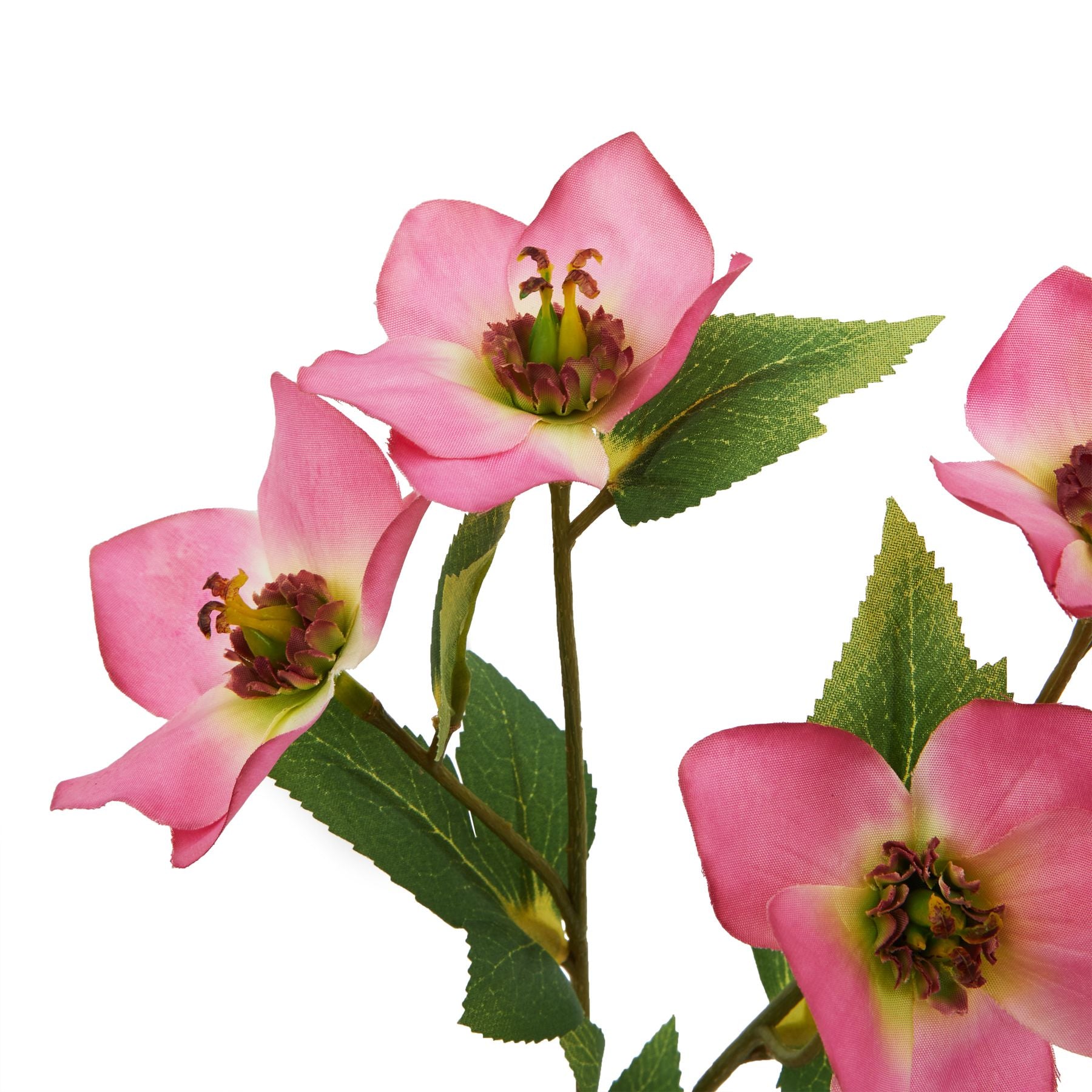 The Natural Garden Collection Pink Varigated Hellibore_5657